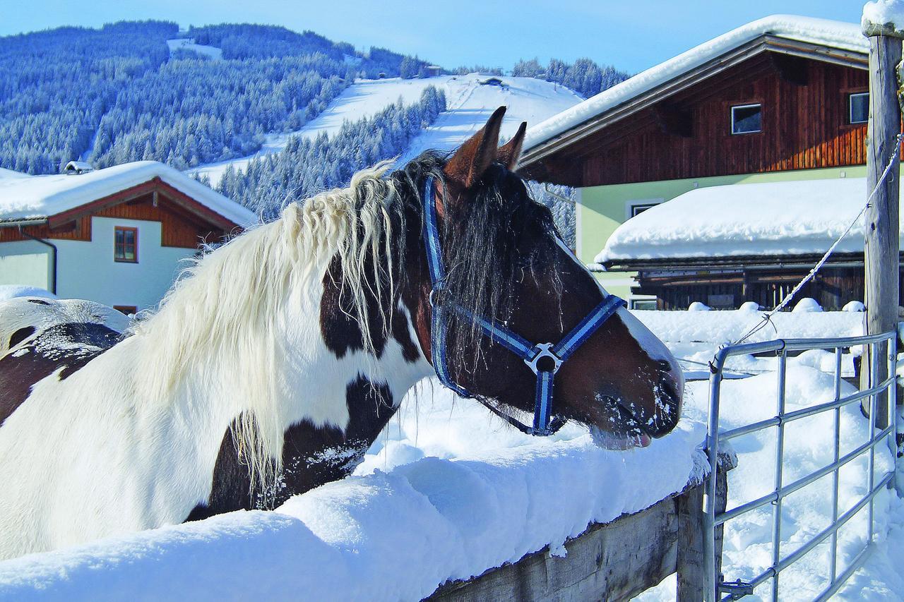 Sieglhub Chalets - Appartements - Hotel Flachau Luaran gambar
